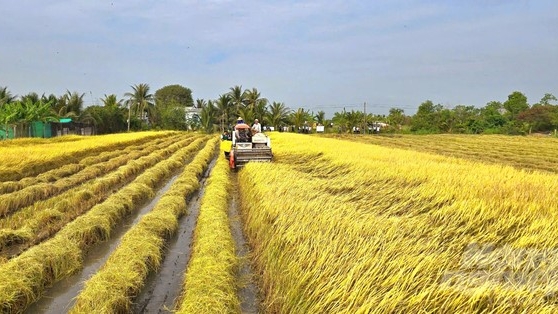 Growing purple rice, earning a profit of VND 70-80 million/ha